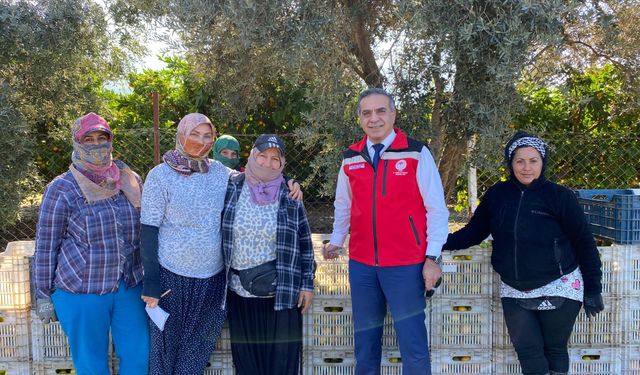 Aydın’da mandalina hasadı başladı