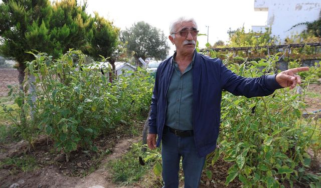 Keçileri ile tatil yapıyor