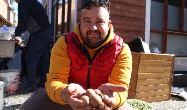 Aydın dağlarından gelen lezzet beşbıyık meyvesi tezgahlarda yerini aldı