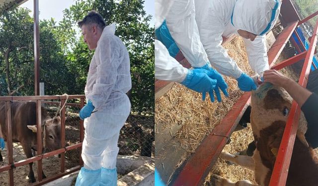 Nazilli’de şap hastalığıyla mücadele sürüyor