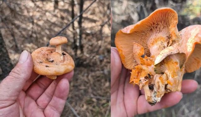 Milyonda bir kez olur.. Nazilli’de görüntülendi