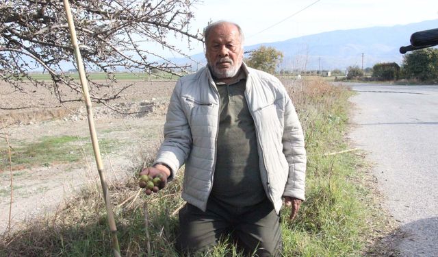 Alıç meyvesine vatandaşlar ilgi gösteriyor