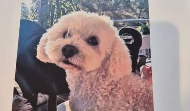 Köpeğini bulana 10 bin lira ödül verecek