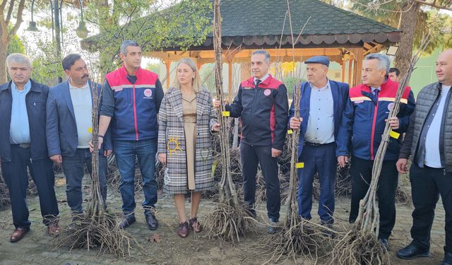 Nazilli sağlıklı kestane ağaçlarıyla donatılıyor