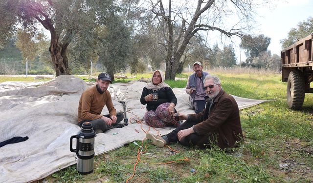 Aydın’da piknik havasında zeytin hasadı