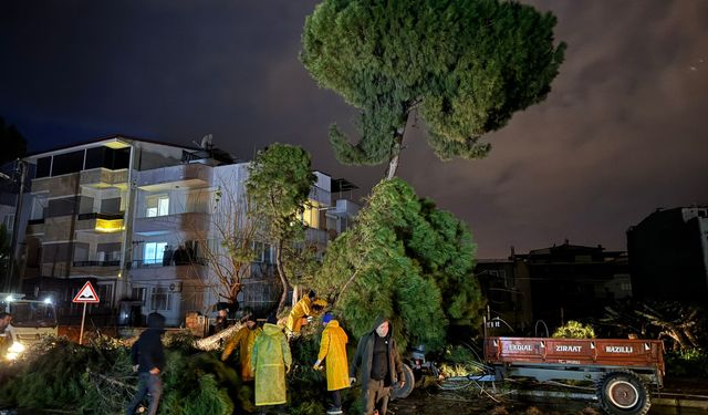 Nazilli’de dev çam ağacı devrildi.. Elektrik direği kırıldı, teller koptu