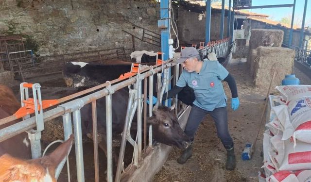 Aydın'da şap ve hastalıklara karşı aşılama çalışmaları sürüyor