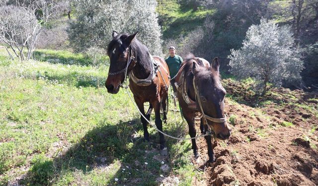 Aydın dağlarında incir ve zeytin üreticisinin karasabanla zorlu mücadelesi başladı