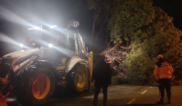 Yağış çam ağacını devirdi, ekipler çalışma başlattı