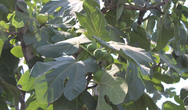 İncir üretiminde yenilenebilir enerjinin etkisi araştırılacak