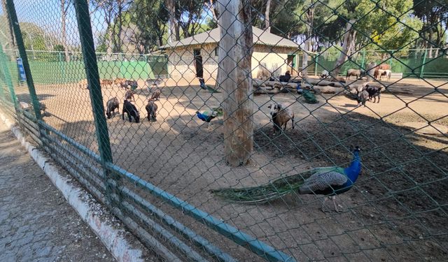 Otobüs bagajından hayvanat bahçesine