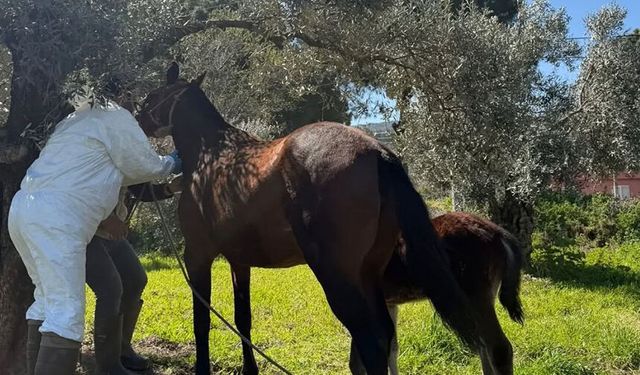 Aydın’da at ve eşeklerden numune alınıyor