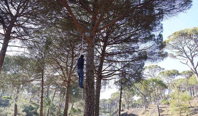 Ekmek parası için komando gibi ağaçlara tırmanıyorlar