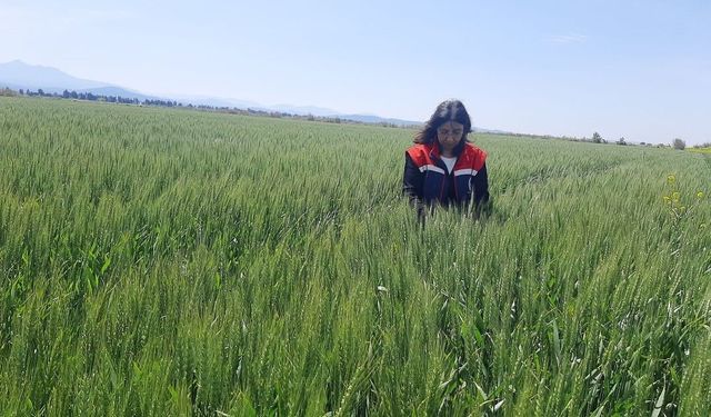Tarım arazilerinde hastalık ve zararlı mesaisi