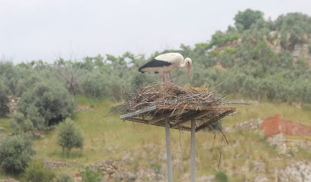 Elektrik telleri üzerine yuva yapan leylekler için yeni yuva yapıldı