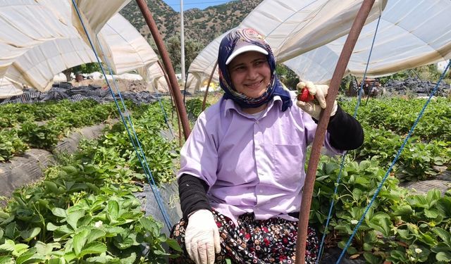 Aydın'da kavurucu sıcakta çilek mesaisi