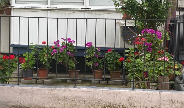 Aydın'ın cadde ve sokakları çiçek açtı