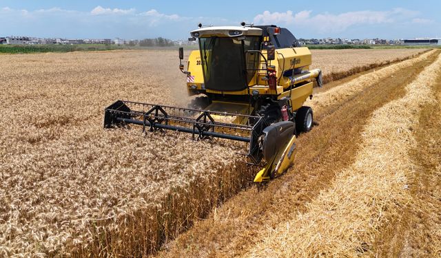 Aydın’da buğday biçerdöver ücreti açıklandı
