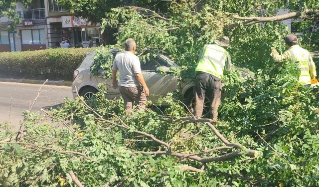 Seyir halindeki otomobilin üzerine ağaç devrildi