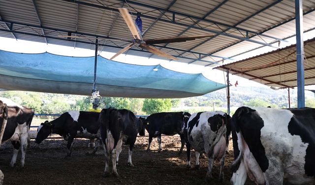 Aydın'da çöl sıcakları inekleri strese soktu