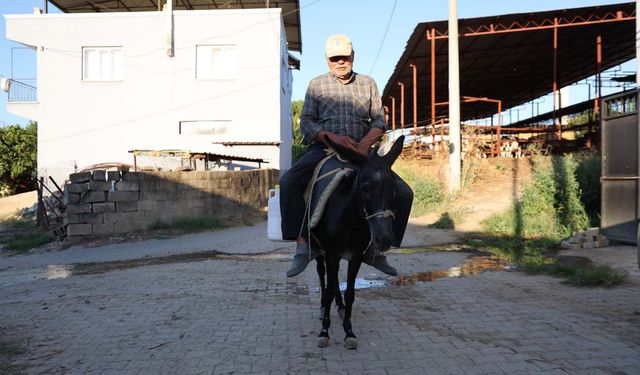 Ayhan amca yokluktan değil, sürücü belgesi olmadığından eşeği ile servis yapıyor