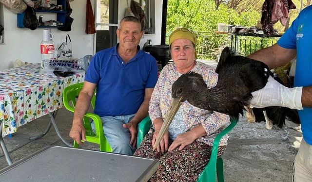 Yaralı karaleyleği hayata bağladı