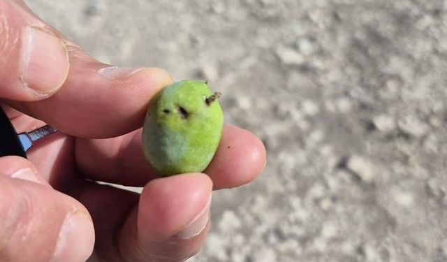 Zeytin üreticilerine sinek uyarısı