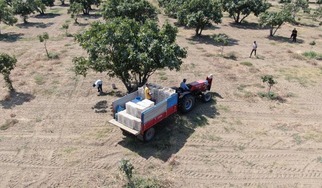 Aydın'da incirin kalitesini koruyacak yeni Valilik tebliği yürürlüğe girdi