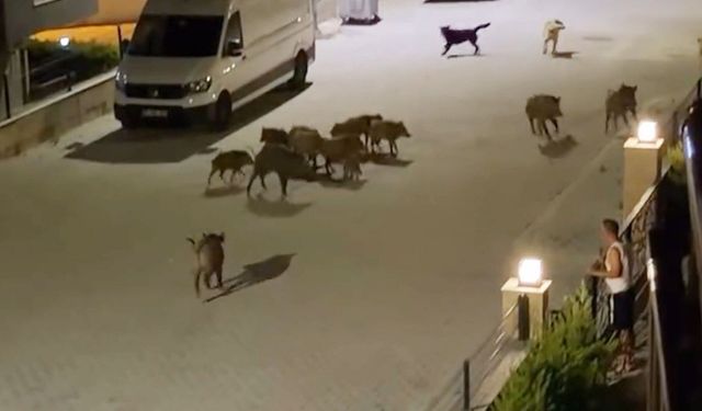 Kangalın saldırdığı yaban domuzunu sürüsü kurtardı