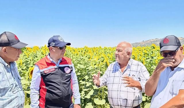 Söke, Aydın'daki ayçiçeği üretiminin yüzde 72'sini karşılıyor