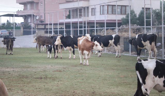 Alevlerin ulaştığı mahallede hayvanlar halı sahada korumaya alındı