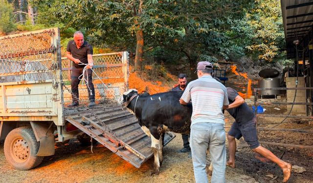 Çine’de Şennur teyzenin yardımına Aydın Büyükşehir yetişti