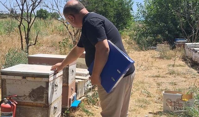 Köşk'te arılı kovan tespit çalışmaları sürüyor