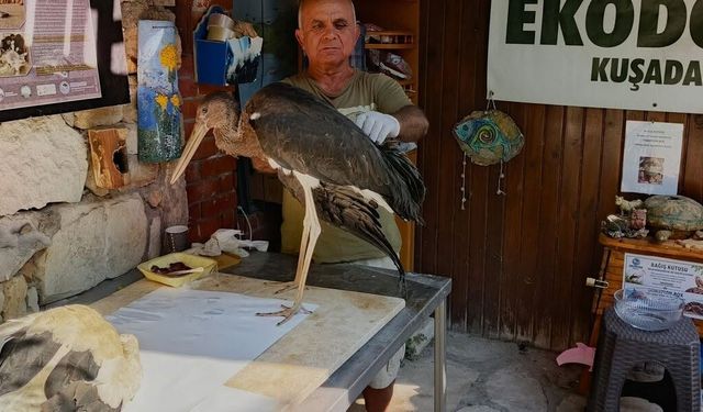 Leylek yavrularının göç yolculuğu talihsizlikle kesildi