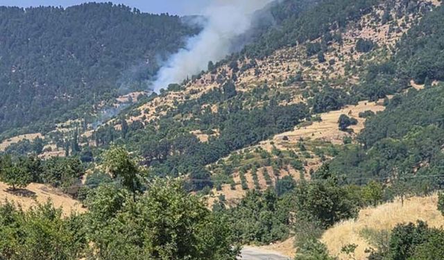 Kuyucak'ta orman yangını: 5 dekar kestanelik yandı