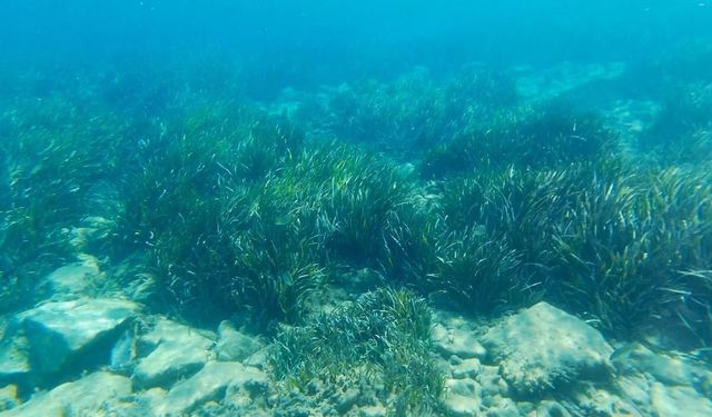 Kuşadası Körfezi'nde 4 deniz kaplumbağası ölü bulundu