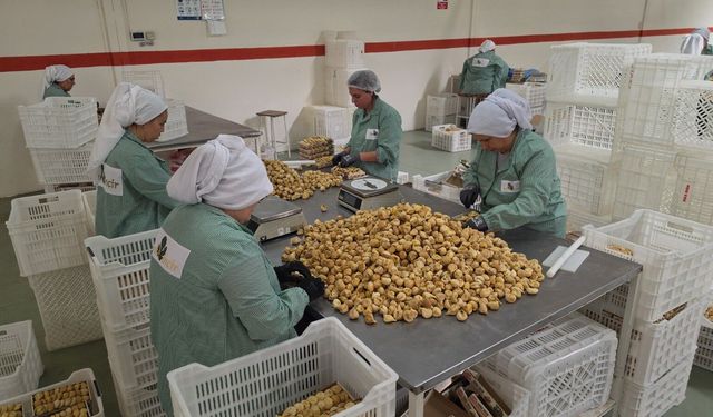 Rekoltenin yüksek olduğu incirde ihracat rekoru bekleniyor