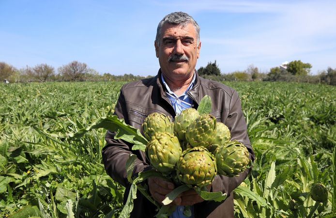 Sakız enginarının tarladan pazara hasat yolculuğu sürüyor
