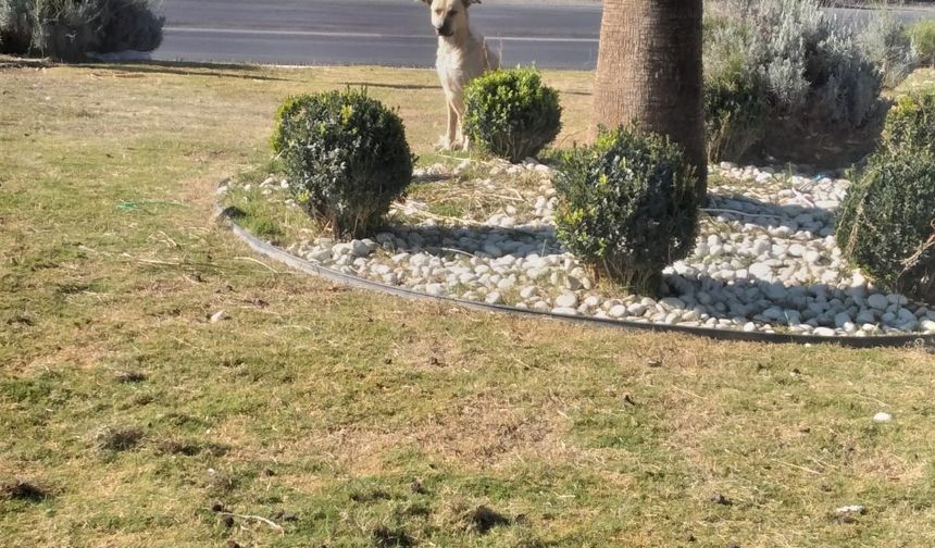 Yaşlı adama köpekler saldırdı