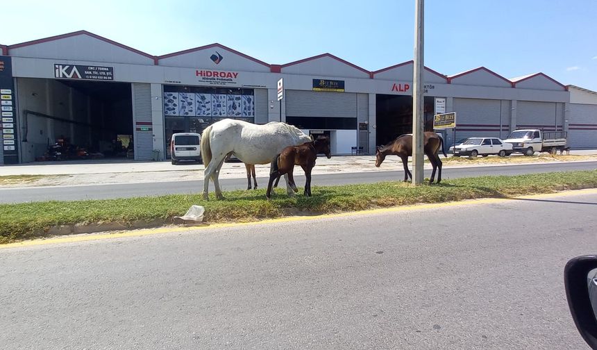 Aydın'da başıboş atlar tehlike saçıyor