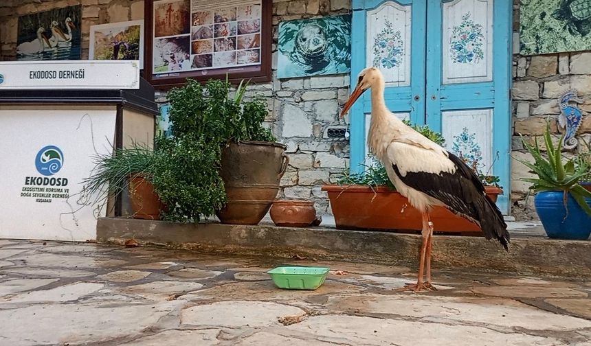 Bulgaristan’dan Kuşadası’na gelen yaralı leylek tedavi edilip, doğaya salındı