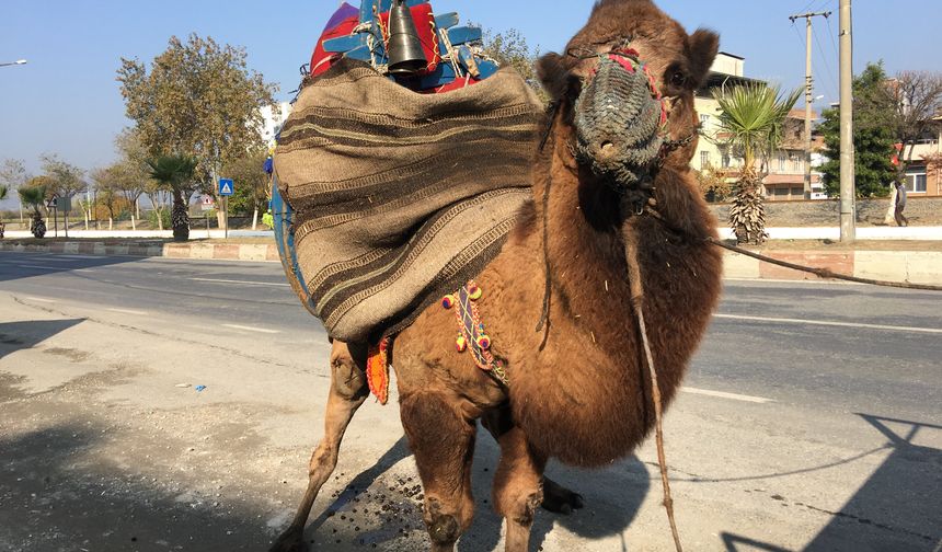 Güreşler için her gün 10 kilometre yürütülüyor