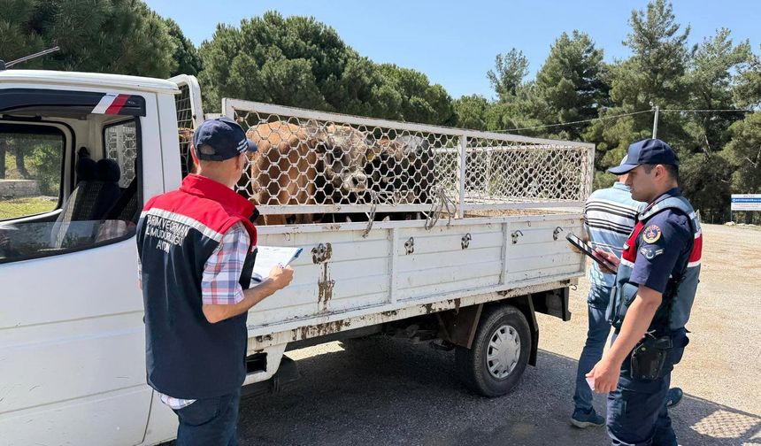 Canlı hayvan nakil araçları denetlendi