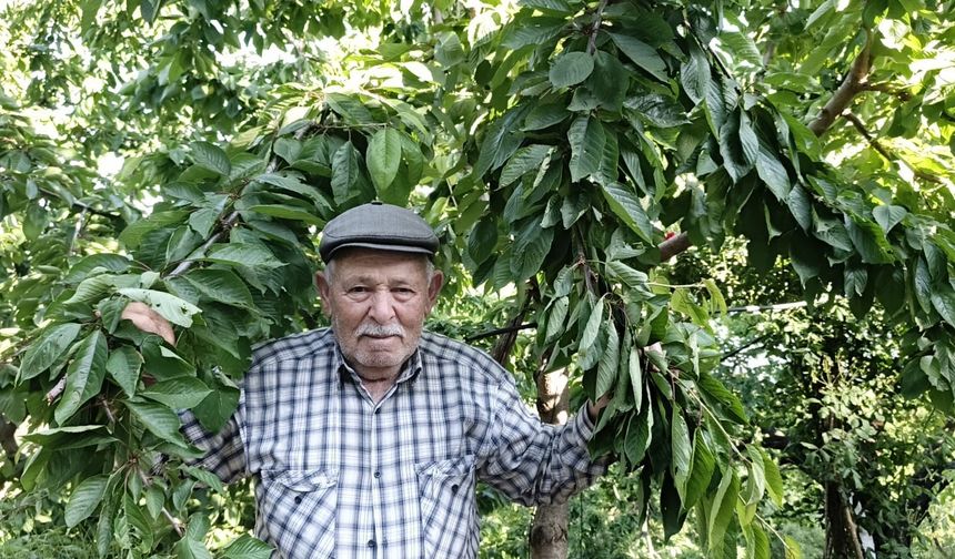 Ege bu yıl meyveye hasret