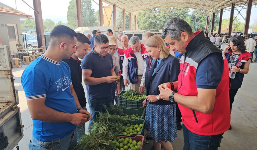 Nazilli'de kaliteli incir için kaliteli ilek denetimleri sürüyor