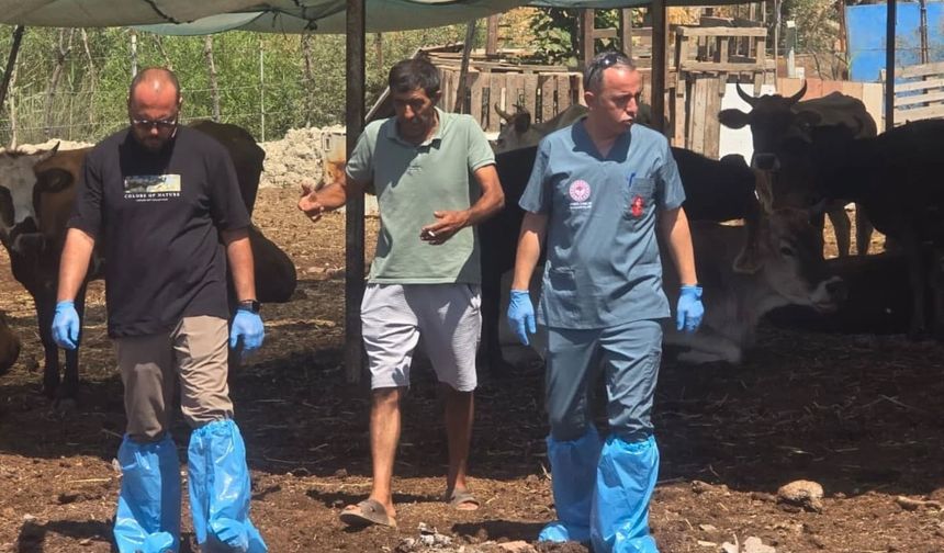 Aydın'da şap hastalığına karşı aşılama çalışmaları sürüyor