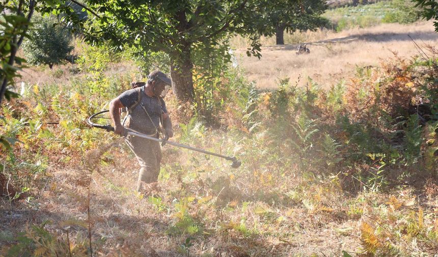 Aydın'da kestane hasat sezonu için hazırlıklar başladı