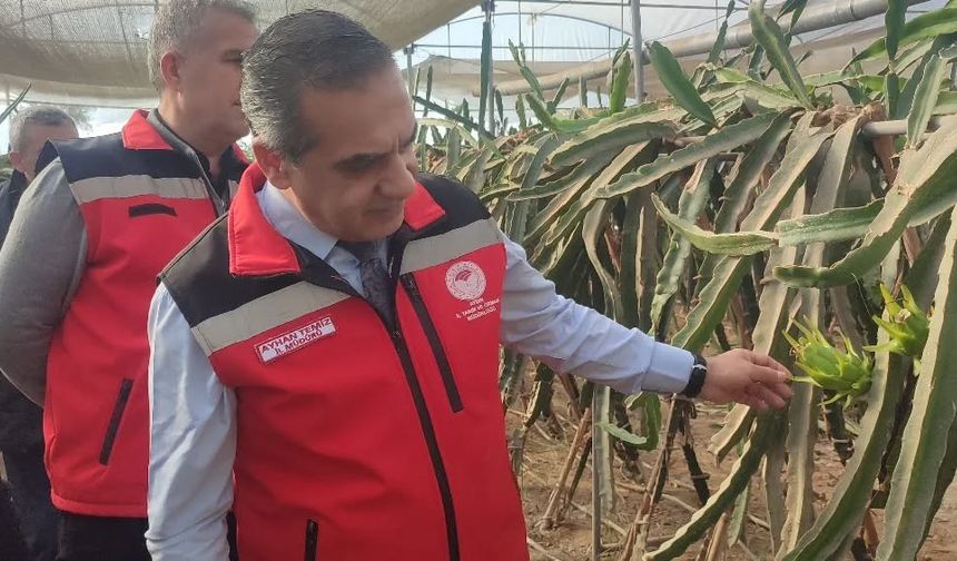 Aydın'da pitaya üretimi genişliyor