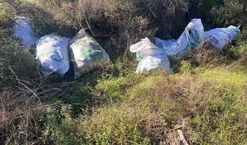 Çaldıkları çam fıstıklarını otların arasına sakladılar