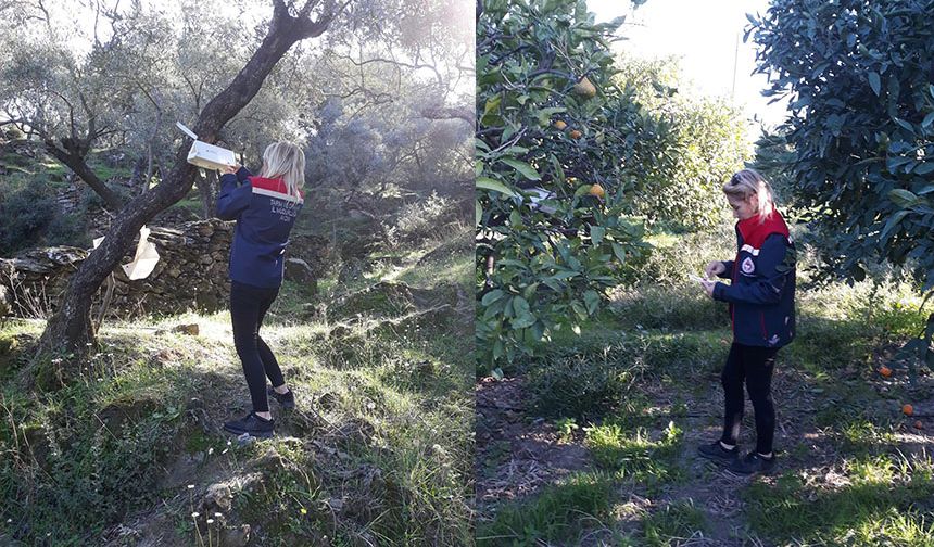 Zeytin sineği mücadelesi devam ediyor